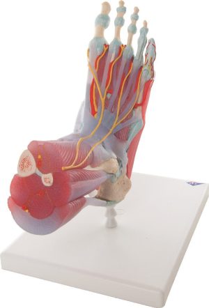 Alternative view of Voetmodel skelet met ligamenten en spieren