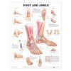 Wandplaat Foot & Ankle