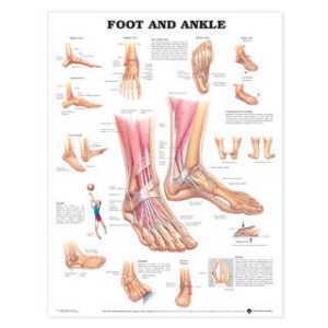 Wandplaat Foot & Ankle