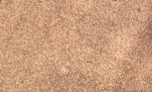 Pella® Hilton Rost